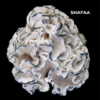 Enigma Mushrooms