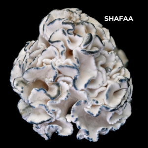 Enigma Mushrooms